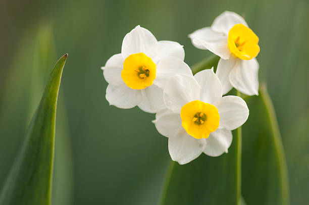 narcisses d'hiver - flower winter narcissus daffodil yellow photos et images de collection