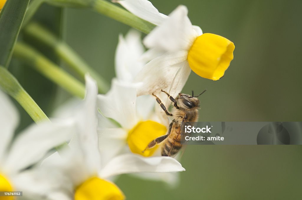 Пчела на Зима Narcissus - Стоковые фото Без людей роялти-фри