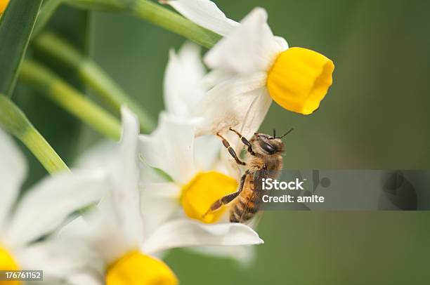 Пчела На Зима Narcissus — стоковые фотографии и другие картинки Без людей - Без людей, Белый, Ботаника