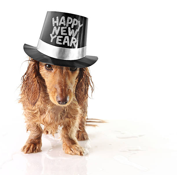 istock Happy new year dog 176761554