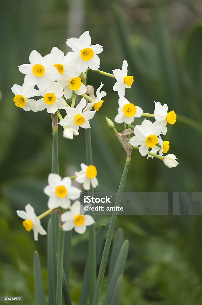 Narciso - Foto stock royalty-free di Ambientazione esterna