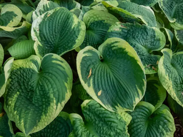 Photo of Hosta 'Frances Williams'. Large blue-green leaves variegated with irregular greenish-yellow margins. Oval to rounded leaves with veining