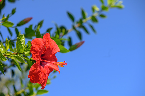 red tropical flower against blue sky 1