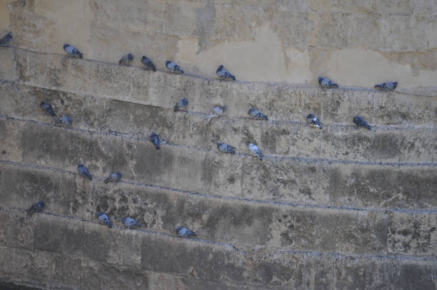pigeons on Roman bridge pillars in Cordoba, Spain