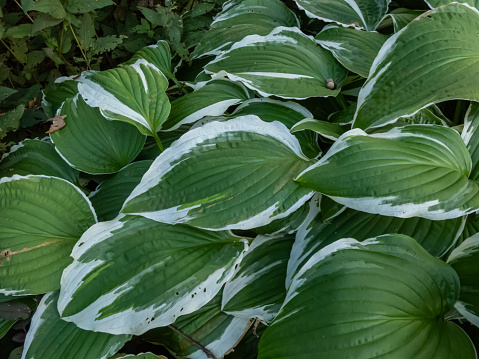 Fresh taro leaves in a tropical garden.