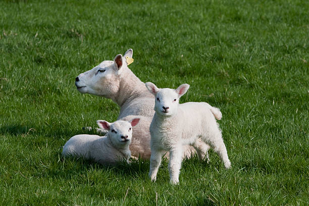 istock Young lambs with their mother 176764149