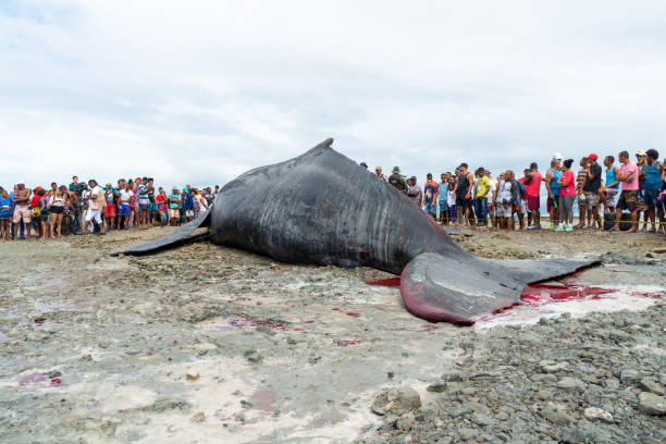 A humpback whale calf is seen dead on Coutos beach in the city of Salvador, Bahia. Salvador, Bahia, Brazil - August 30, 2019: A humpback whale calf is seen dead on Coutos beach in the city of Salvador, Bahia. fish dead animal dead body death stock pictures, royalty-free photos & images