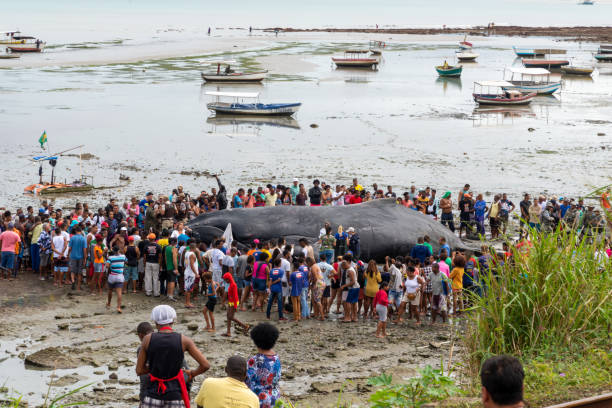 People are seen watching a dead humpback whale calf on Coutos beach in the city of Salvador, Bahia. Salvador, Bahia, Brazil - August 30, 2019: People are seen watching a dead humpback whale calf on Coutos beach in the city of Salvador, Bahia. fish dead dead body dead animal stock pictures, royalty-free photos & images