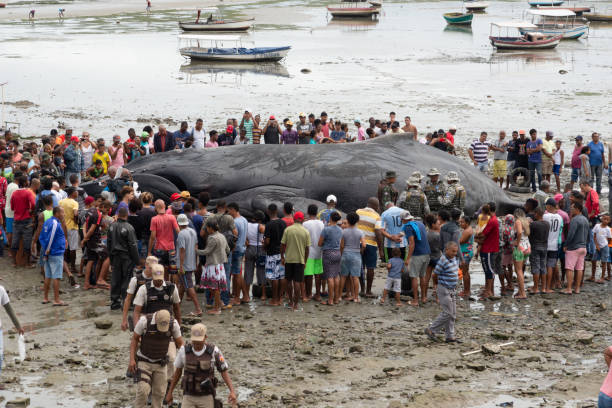 A humpback whale calf is seen dead on Coutos beach in the city of Salvador, Bahia. Salvador, Bahia, Brazil - August 30, 2019: A humpback whale calf is seen dead on Coutos beach in the city of Salvador, Bahia. fish dead animal dead body death stock pictures, royalty-free photos & images