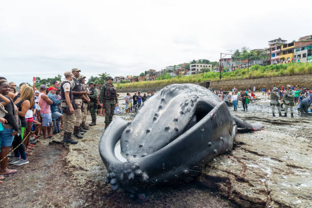 A humpback whale calf is seen dead on Coutos beach in the city of Salvador, Bahia. Salvador, Bahia, Brazil - August 30, 2019: A humpback whale calf is seen dead on Coutos beach in the city of Salvador, Bahia. fish dead animal dead body death stock pictures, royalty-free photos & images