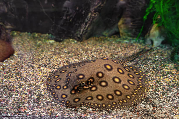 brown spotted potamotrygon motoro, stingray motoro in an aquarium on  sandy bottom - sandy brown fotos imagens e fotografias de stock