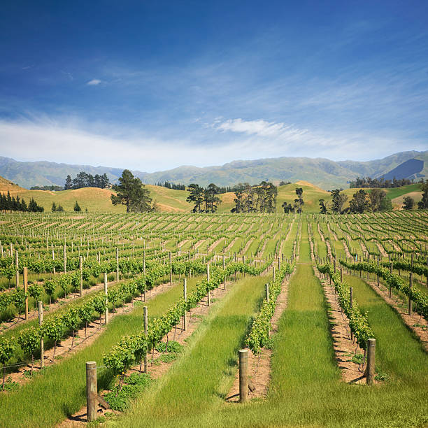 istock New Zealand Marlborough Vineyard 176764979