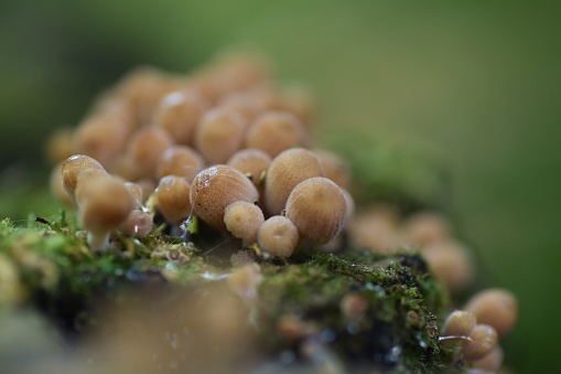 Macro close up of brown toadstools growing in moss on a damp log in a forest against blurred green background