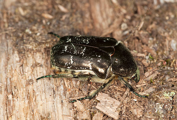 istock Liocola marmorata sitting on wood. 176765412