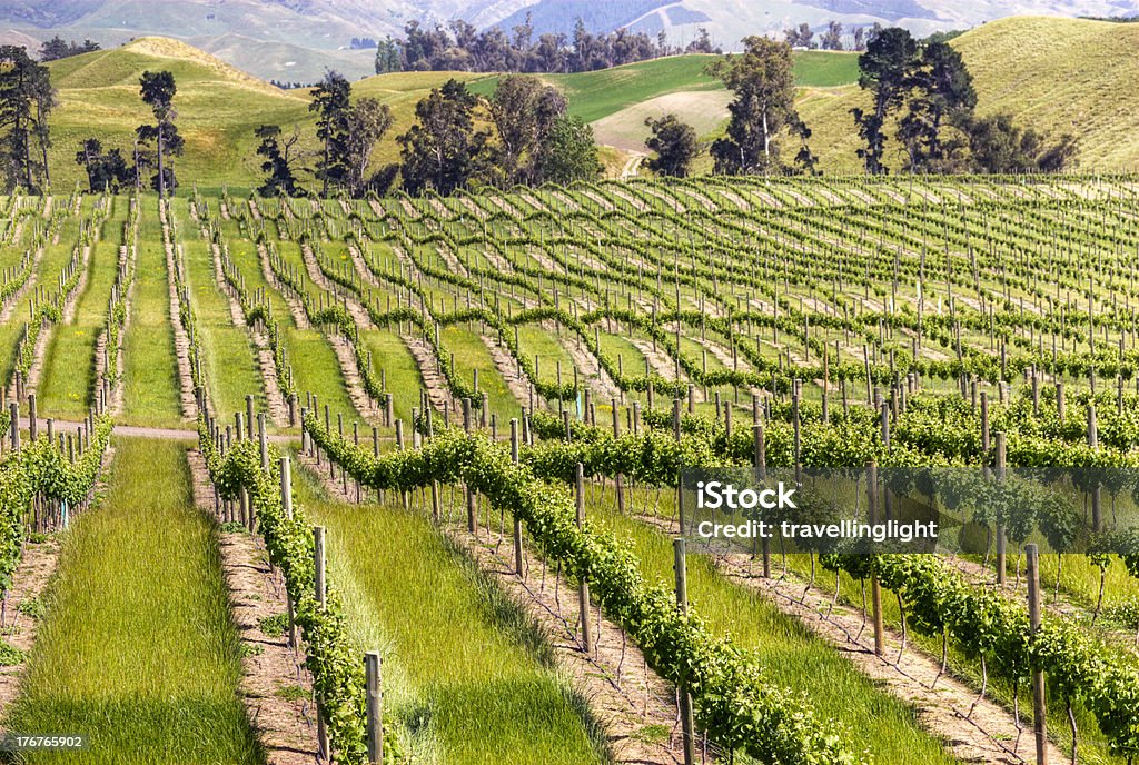 Vinhedo Marlborough, Nova Zelândia - Foto de stock de Agricultura royalty-free