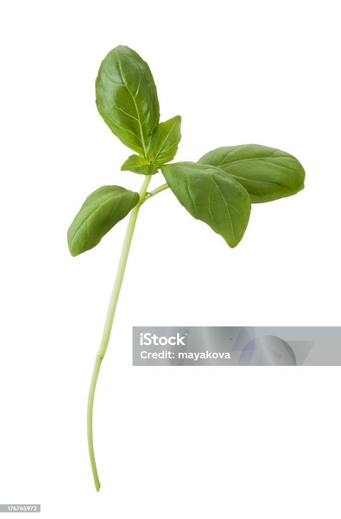 Herb - Lizenzfrei Basilikum Stock-Foto