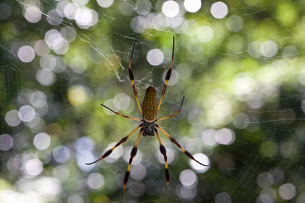 aranha-gigante - antipodiana imagens e fotografias de stock