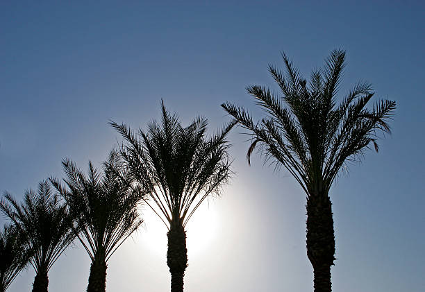 Palm Trees stock photo