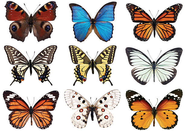 farfalle isolato su bianco - black veined white butterfly foto e immagini stock