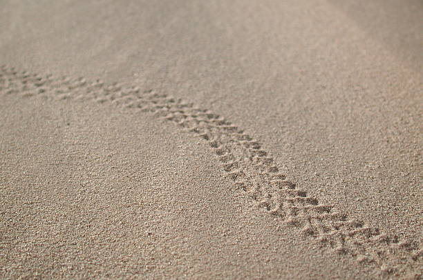 Lizard tracks in the sand. stock photo