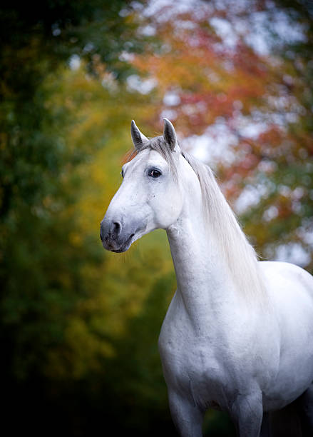istock horse portrait 176766590