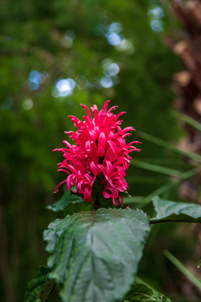 Acanthaceae, Brazilian Plume Flower, Blossom, Botany, Colors