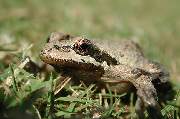 Frog in the grass with shallow dof. stock photo
