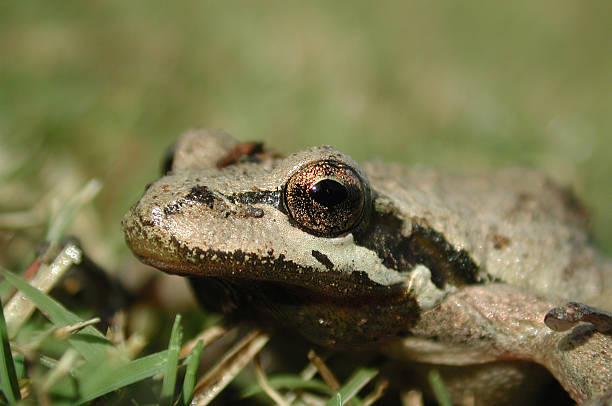 Frog in the grass closeup with shallow dof. stock photo