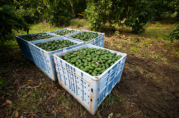 aguacate harvest - group of objects avocado green brown fotografías e imágenes de stock
