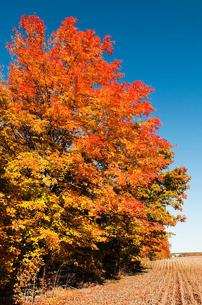 istock Autumn Colors on the Farm 176767779