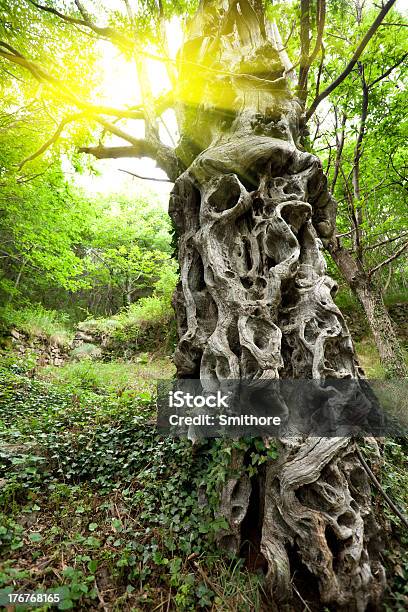 Sweet Chestnut Tree Trunk Stock Photo - Download Image Now - Abstract, Bizarre, Chestnut Tree