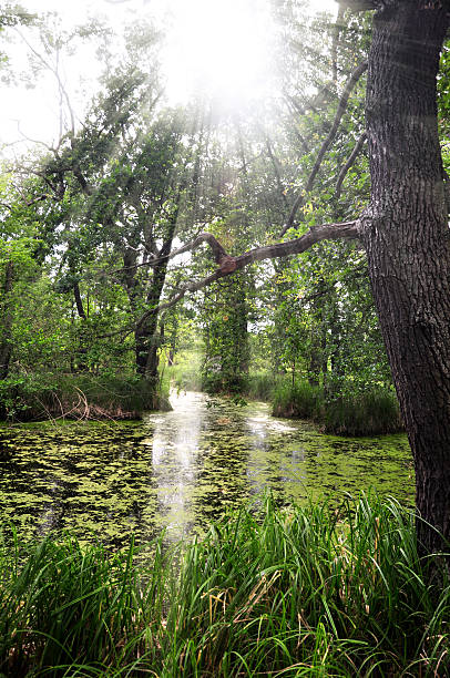 spreewald 운하 - spreewald 뉴스 사진 이미지