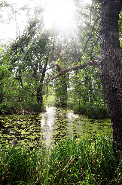 Spreewald Canal "Canal in Spreewald near Berlin, sun is peaking through the trees, lens flare" spreewald stock pictures, royalty-free photos & images