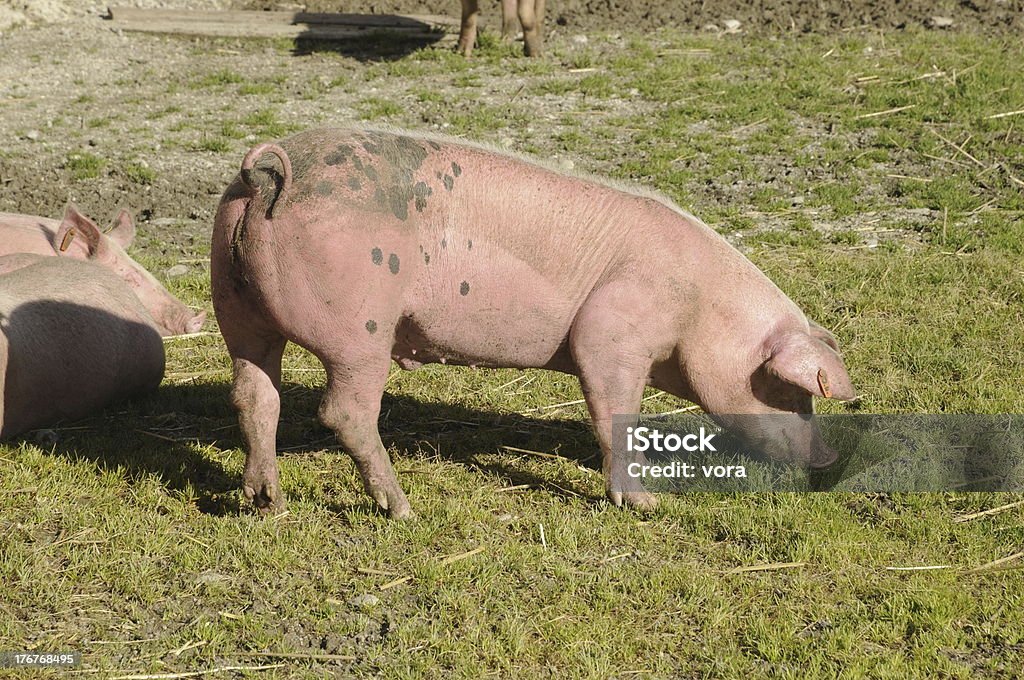 Porco - Foto de stock de Agricultura royalty-free