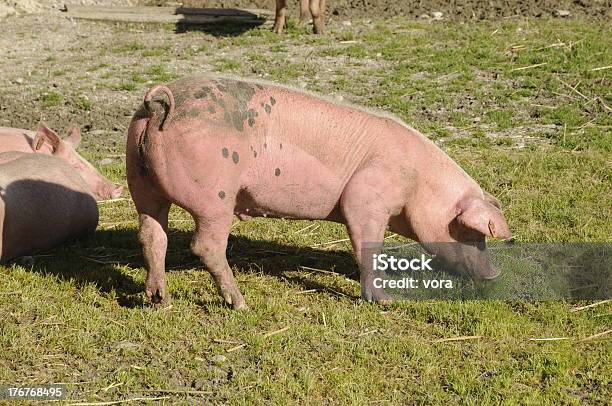 Foto de Porco e mais fotos de stock de Agricultura - Agricultura, Animal, Animal de Fazenda