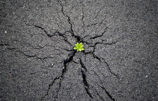 istock A plant springing out from a crack showing nature's power 176768632