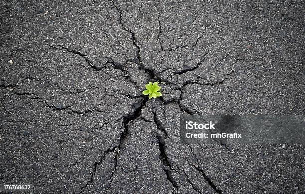 A Plant Springing Out From A Crack Showing Natures Power Stock Photo - Download Image Now