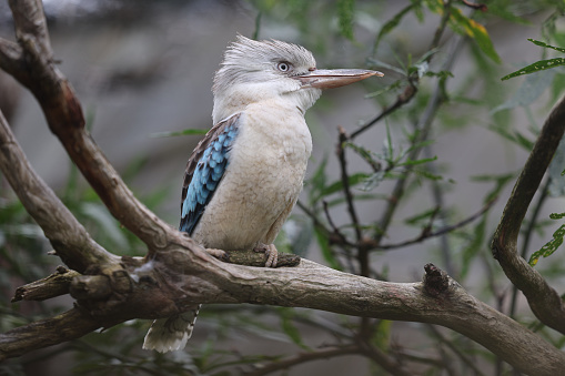 Close up image of a blue winged kookaburra. Australia.