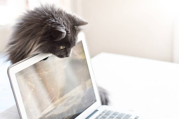 istock Cute funny grey cat peeking from behind laptop computer screen 1767687131