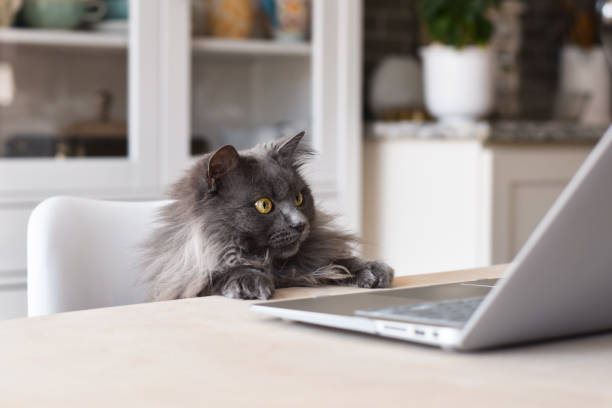 istock Cute funny grey cat sitting at desk watching laptop computer screen 1767687132