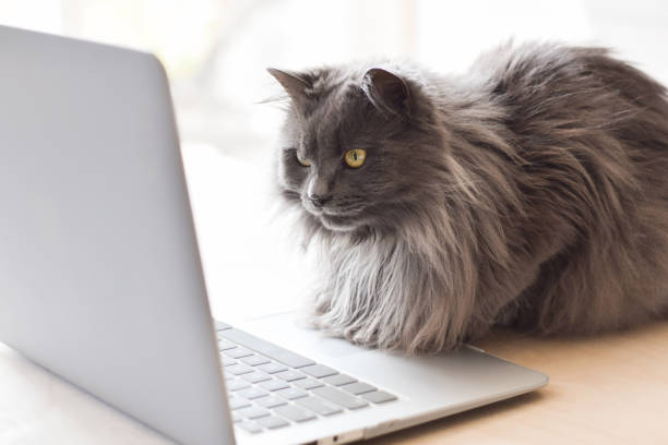 istock Cute gray cat sitting in front of laptop computer watching the screen 1767687138