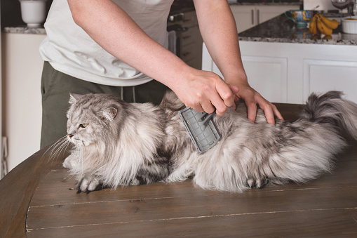 Young man grooming grey fluffy cat on a kitchen table at home