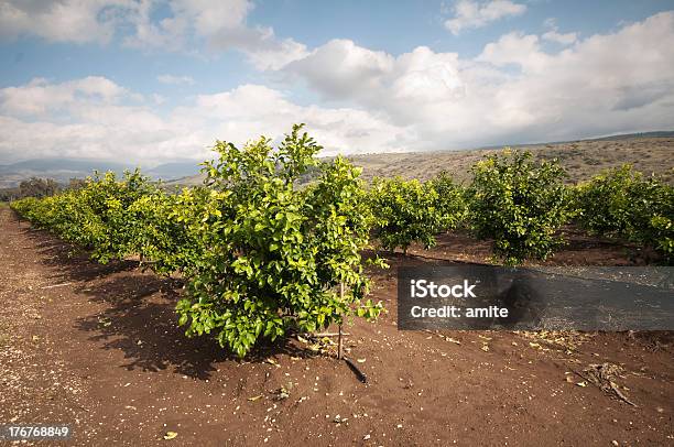 Citrus Sad W Northern Izrael - zdjęcia stockowe i więcej obrazów Bez ludzi - Bez ludzi, Chmura, Drzewo