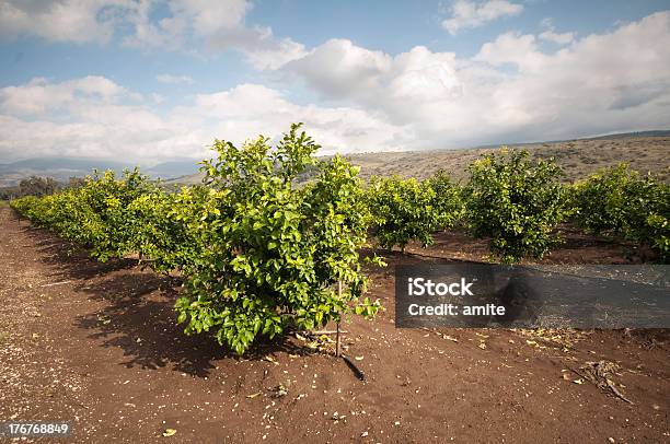 Foto de Pomar Cítrico No Norte De Israel e mais fotos de stock de Agricultura - Agricultura, Ajardinado, Bosque - Área arborizada