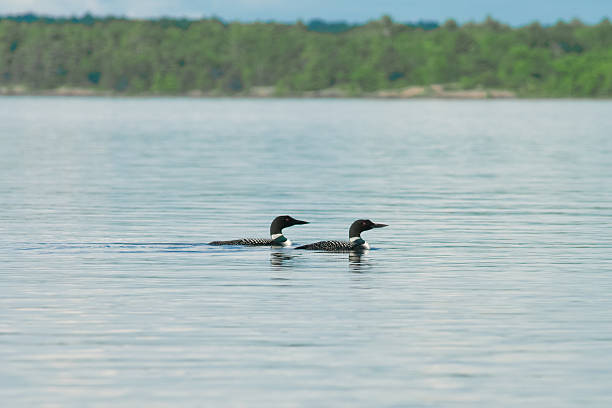 Dois Loons no lago - fotografia de stock