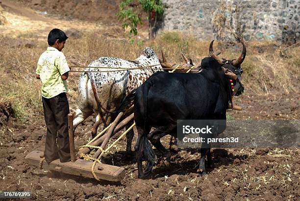 Trabalho Infantil - Fotografias de stock e mais imagens de Trabalho Infantil - Trabalho Infantil, Índia, Agricultor