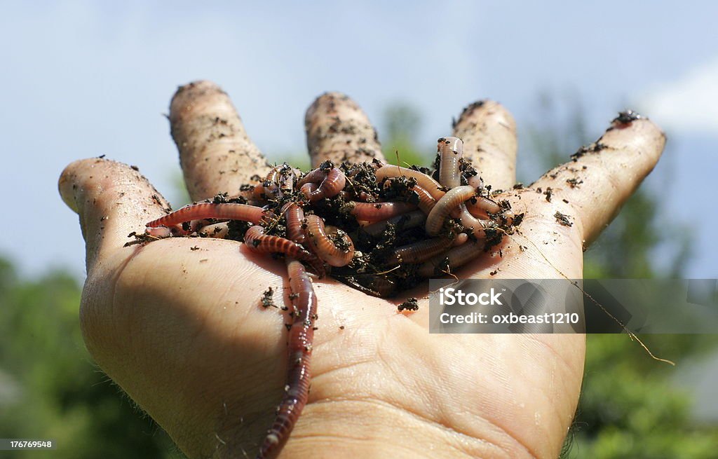 Uma esticada à mão recheada com sujeira e worms - Foto de stock de Composto royalty-free