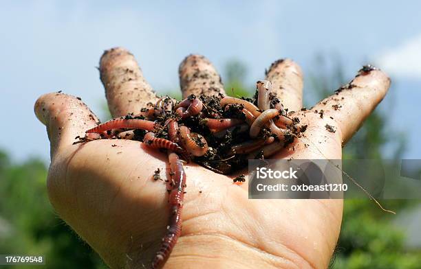Foto de Uma Esticada À Mão Recheada Com Sujeira E Worms e mais fotos de stock de Composto - Composto, Clitelado, Animal
