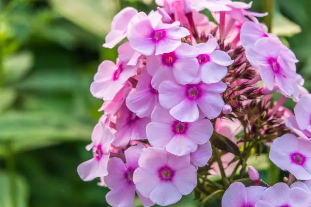 Pink phlox flowers. Phlox paniculata. Flowering herbaceous plants. Blooming phlox paniculata in the garden. Floral background of pink blooming Phlox paniculata. Texture effect, selective focus.