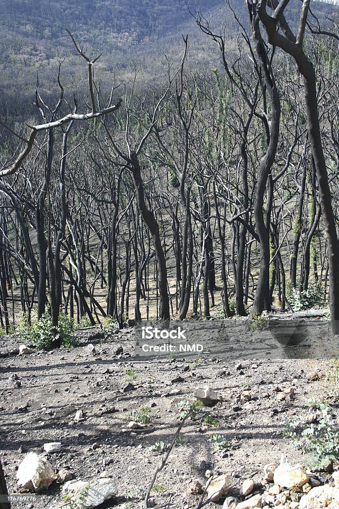 Bushfire Recovery. Kinglake Forest 6 months after major bushfire "Kinglake Bushfire Recovering, Environment 6 months after" Ash Stock Photo